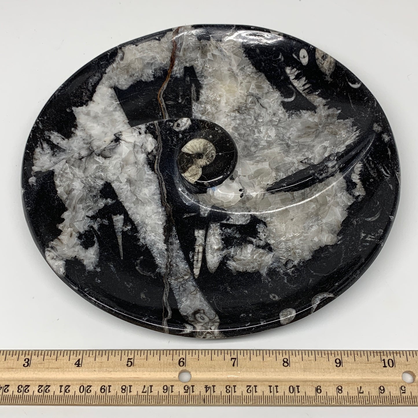 958g, 8.25" Black Round Fossils Orthoceras Ammonite Bowl Ring @Morocco, F306