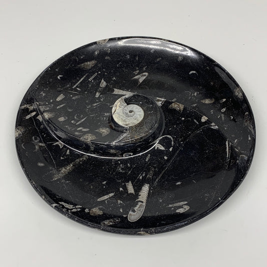 852g, 8.25" Black Round Fossils Orthoceras Ammonite Bowl Ring @Morocco, F307
