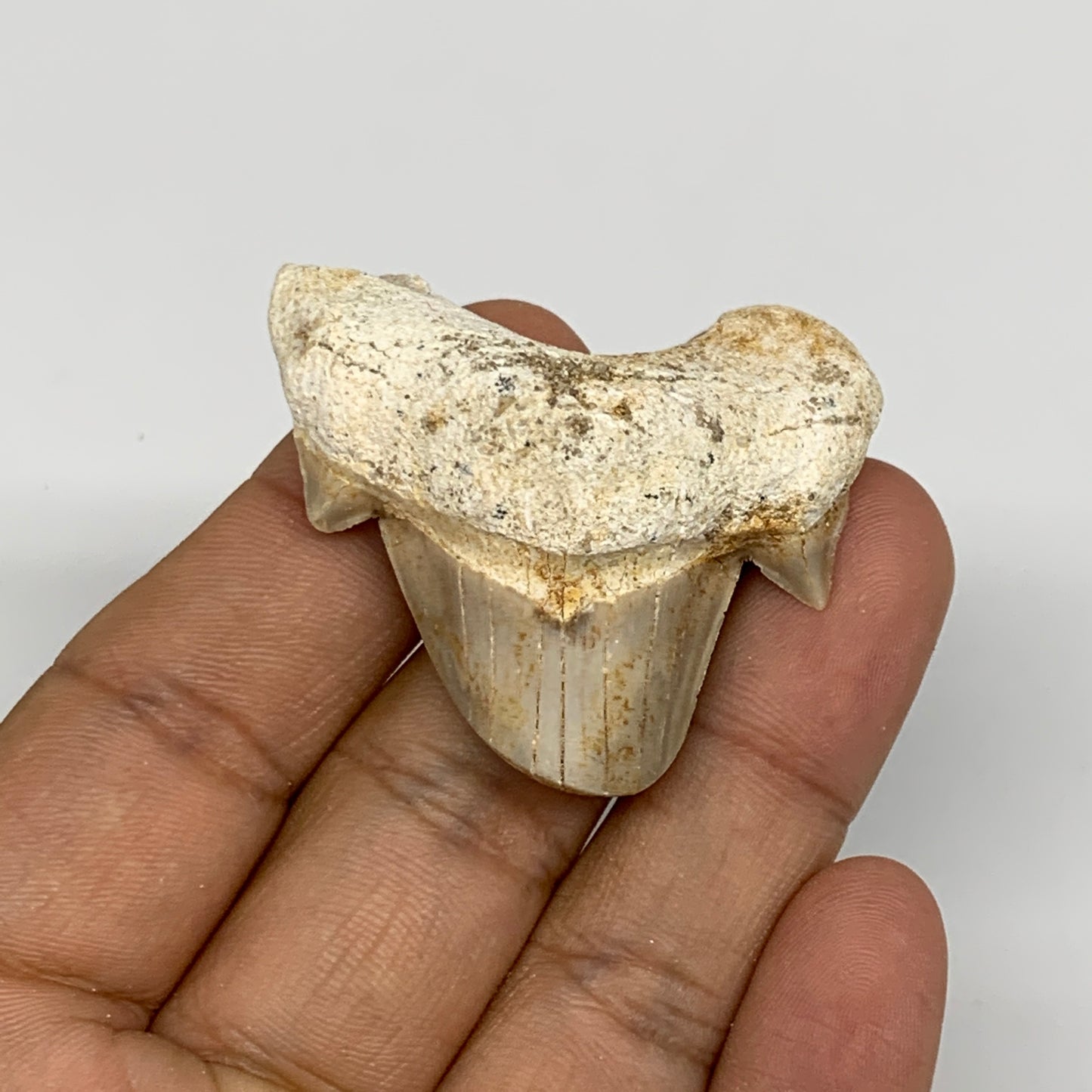 20g, 1.5"X 1.7"x 0.6" Natural Fossils Fish Shark Tooth @Morocco, B12769