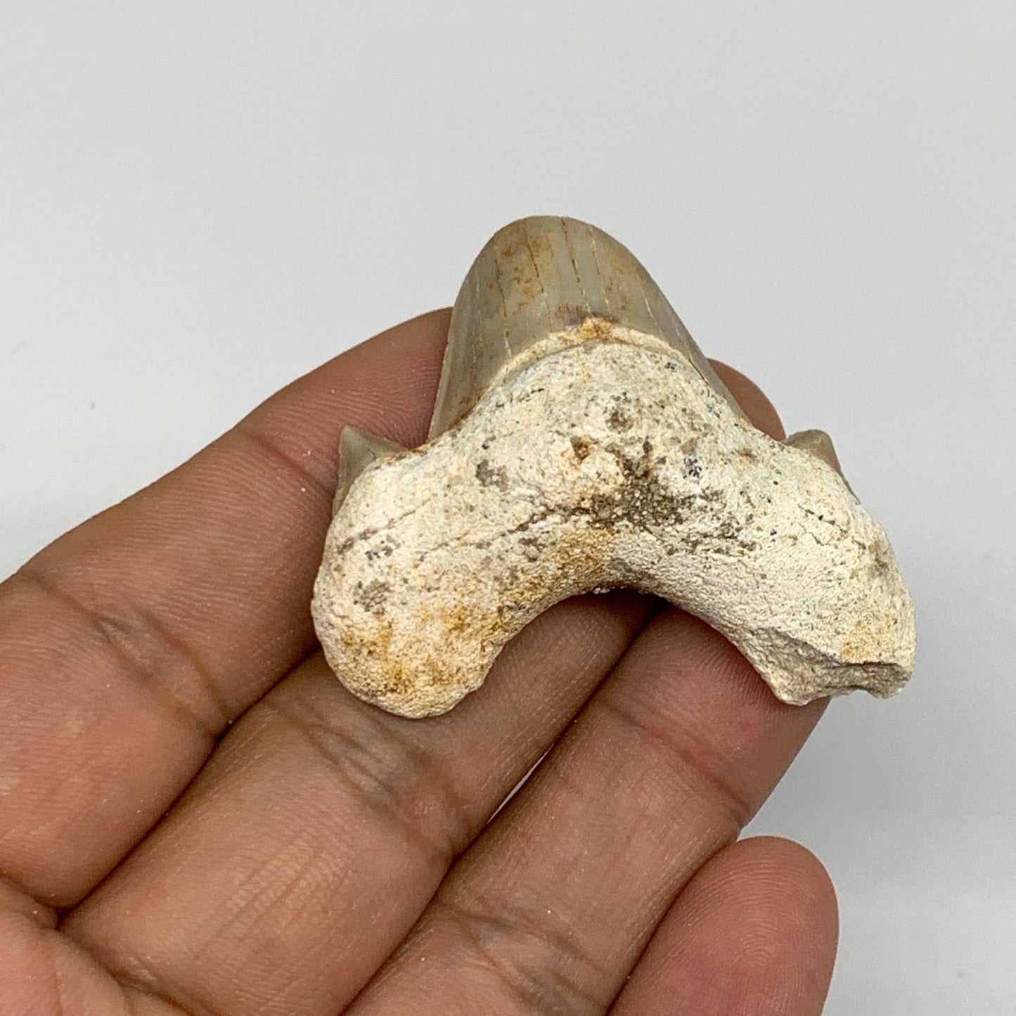 20g, 1.5"X 1.7"x 0.6" Natural Fossils Fish Shark Tooth @Morocco, B12769