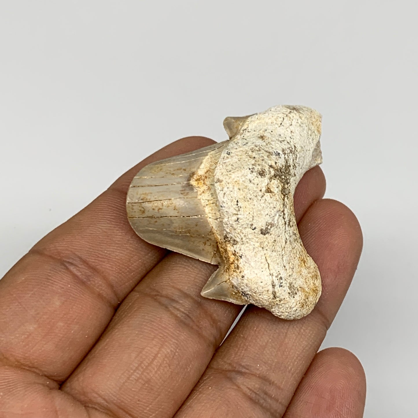 20g, 1.5"X 1.7"x 0.6" Natural Fossils Fish Shark Tooth @Morocco, B12769