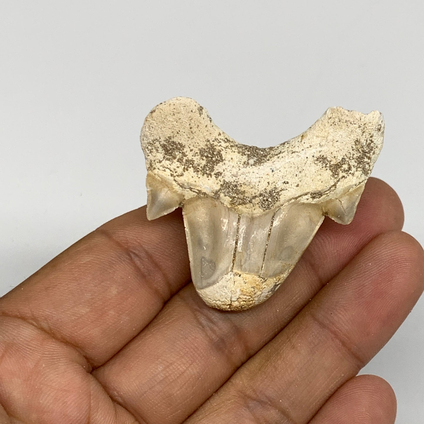 20g, 1.5"X 1.7"x 0.6" Natural Fossils Fish Shark Tooth @Morocco, B12769