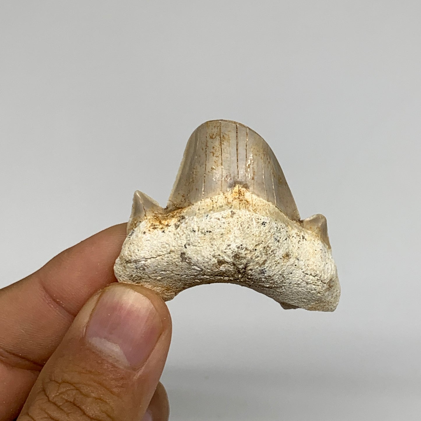 20g, 1.5"X 1.7"x 0.6" Natural Fossils Fish Shark Tooth @Morocco, B12769