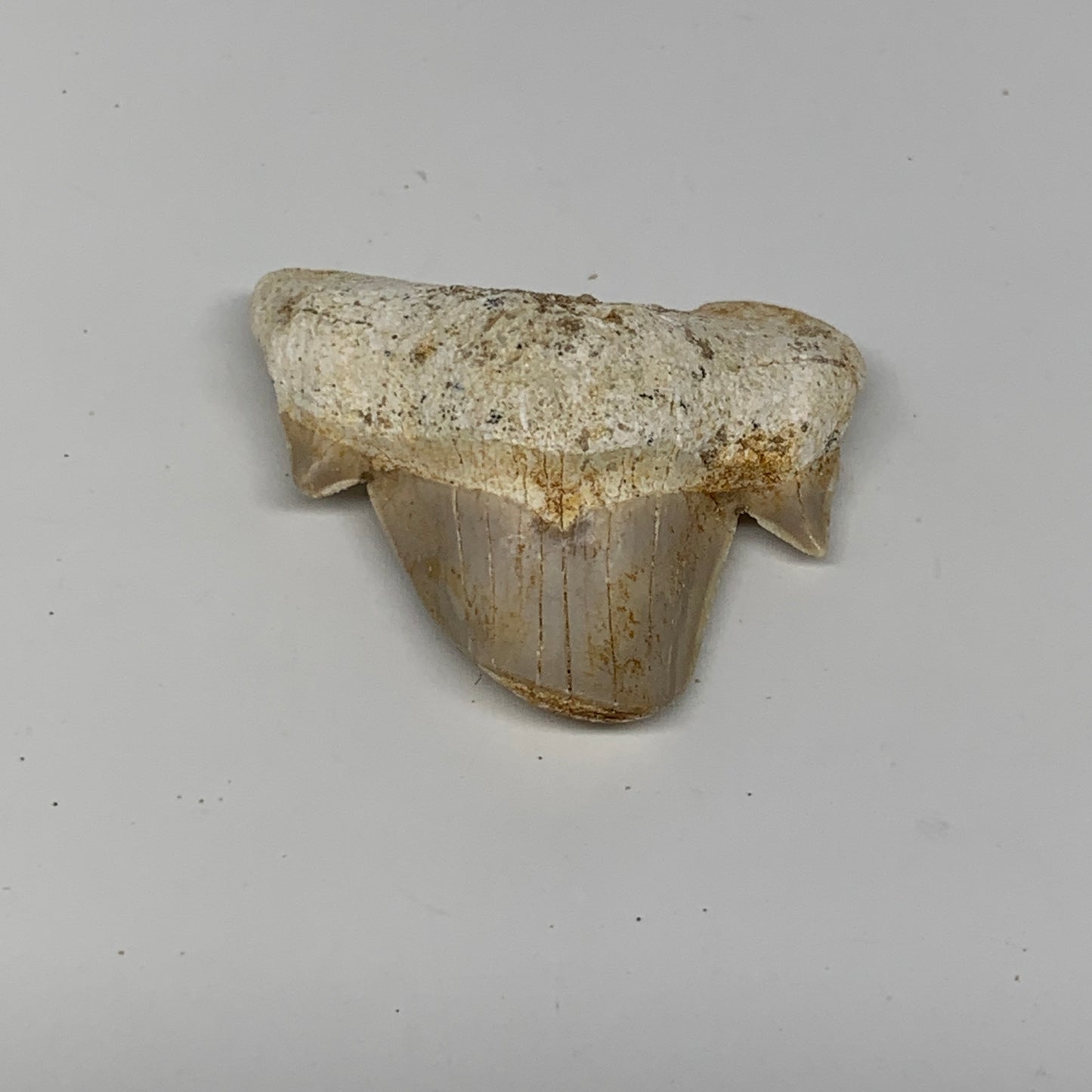 20g, 1.5"X 1.7"x 0.6" Natural Fossils Fish Shark Tooth @Morocco, B12769