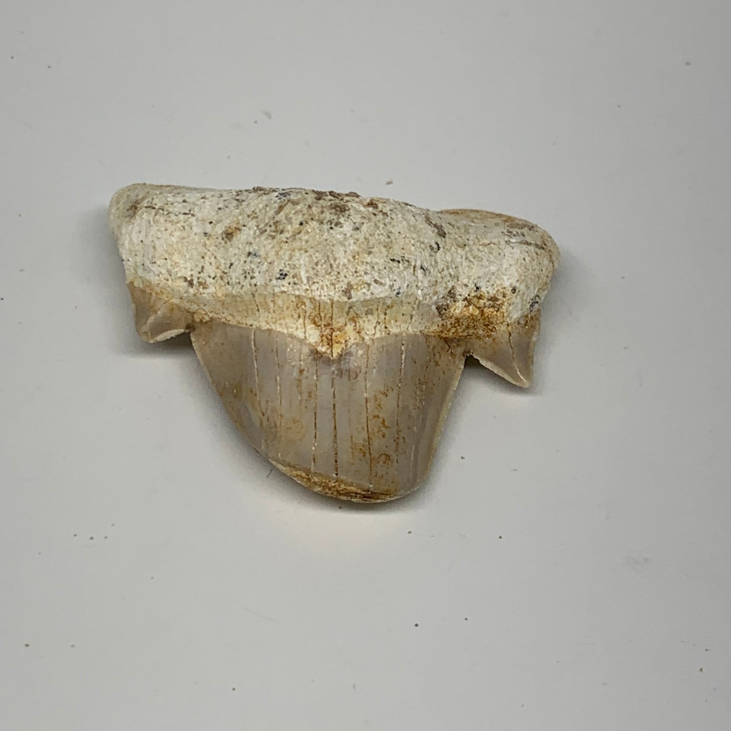 20g, 1.5"X 1.7"x 0.6" Natural Fossils Fish Shark Tooth @Morocco, B12769