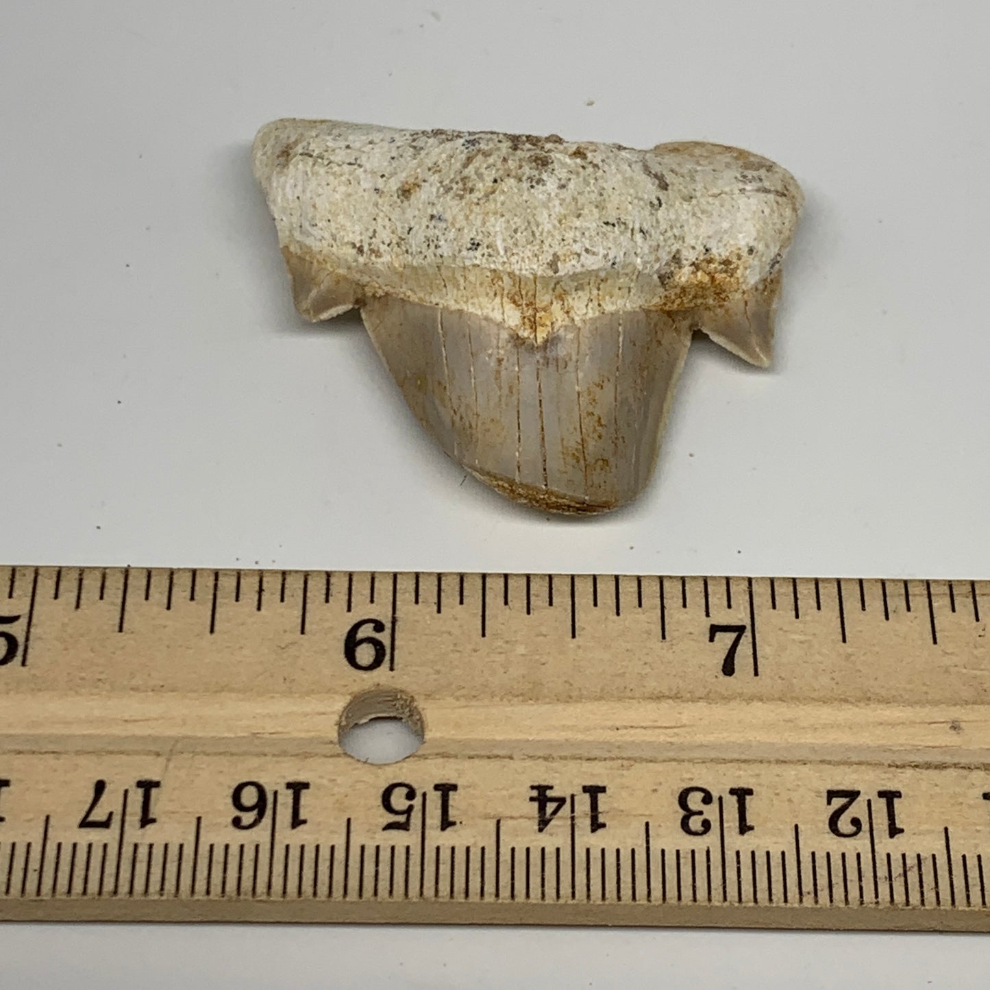 20g, 1.5"X 1.7"x 0.6" Natural Fossils Fish Shark Tooth @Morocco, B12769