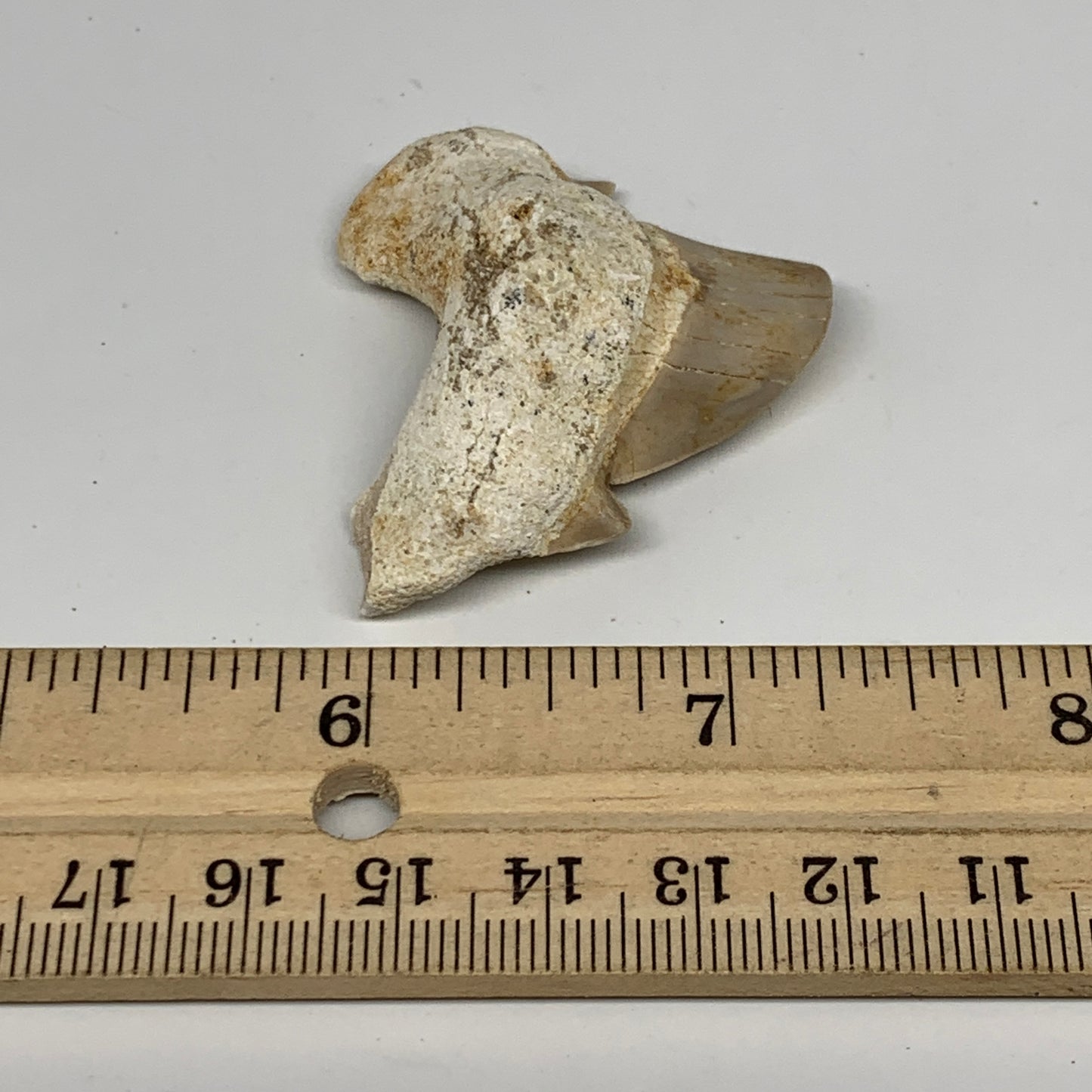 20g, 1.5"X 1.7"x 0.6" Natural Fossils Fish Shark Tooth @Morocco, B12769