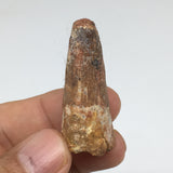 9.5g,1.8"X 0.7"x 0.7" Rare Natural Small Fossils Spinosaurus Tooth @Morocco,F148