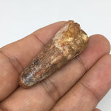 9.5g,1.8"X 0.7"x 0.7" Rare Natural Small Fossils Spinosaurus Tooth @Morocco,F148