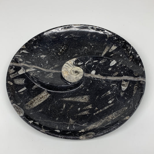 1004g, 8.25" Black Round Fossils Orthoceras Ammonite Bowl Ring @Morocco, F311