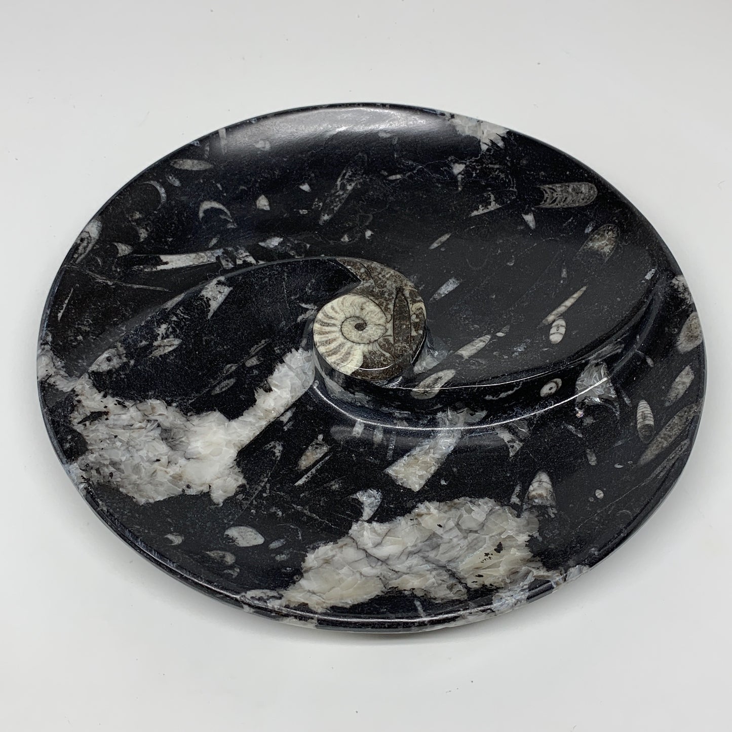 894g, 8.25" Black Round Fossils Orthoceras Ammonite Bowl Ring @Morocco, F312