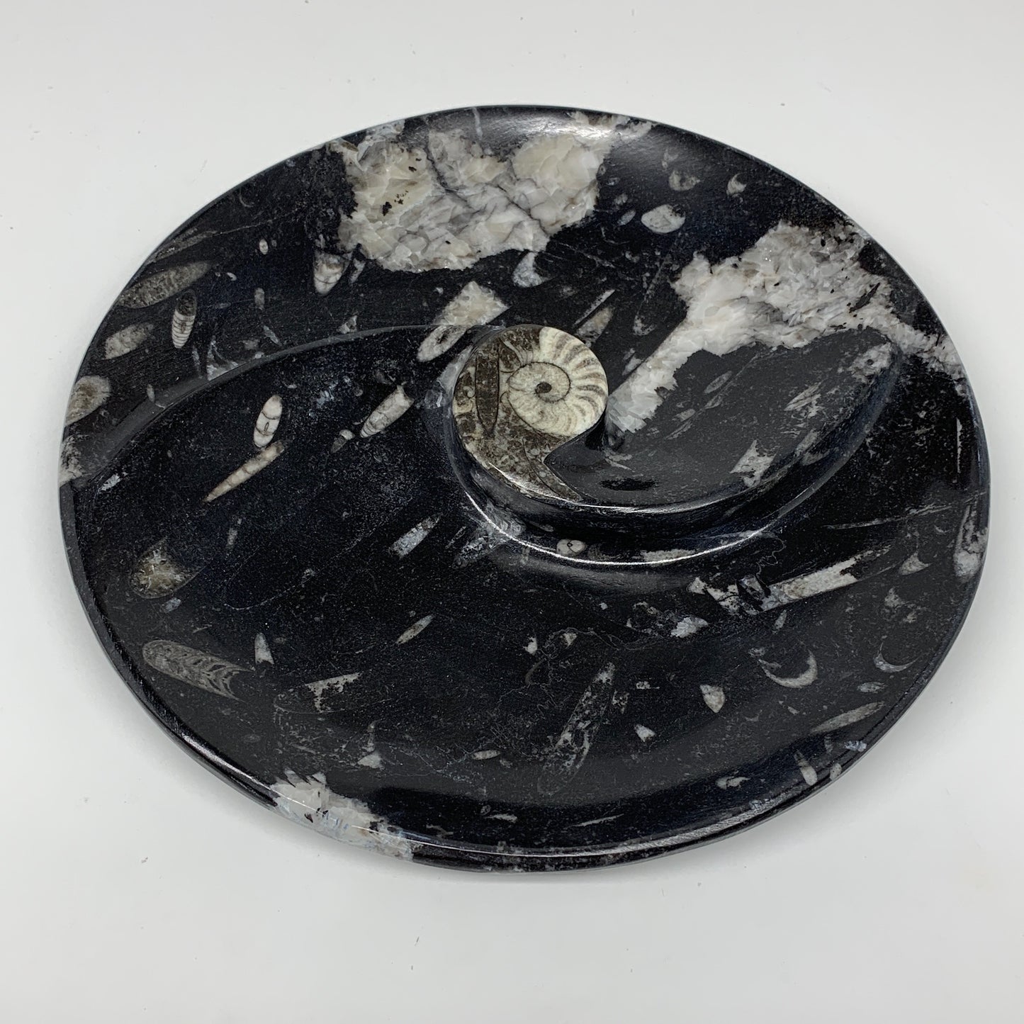 894g, 8.25" Black Round Fossils Orthoceras Ammonite Bowl Ring @Morocco, F312