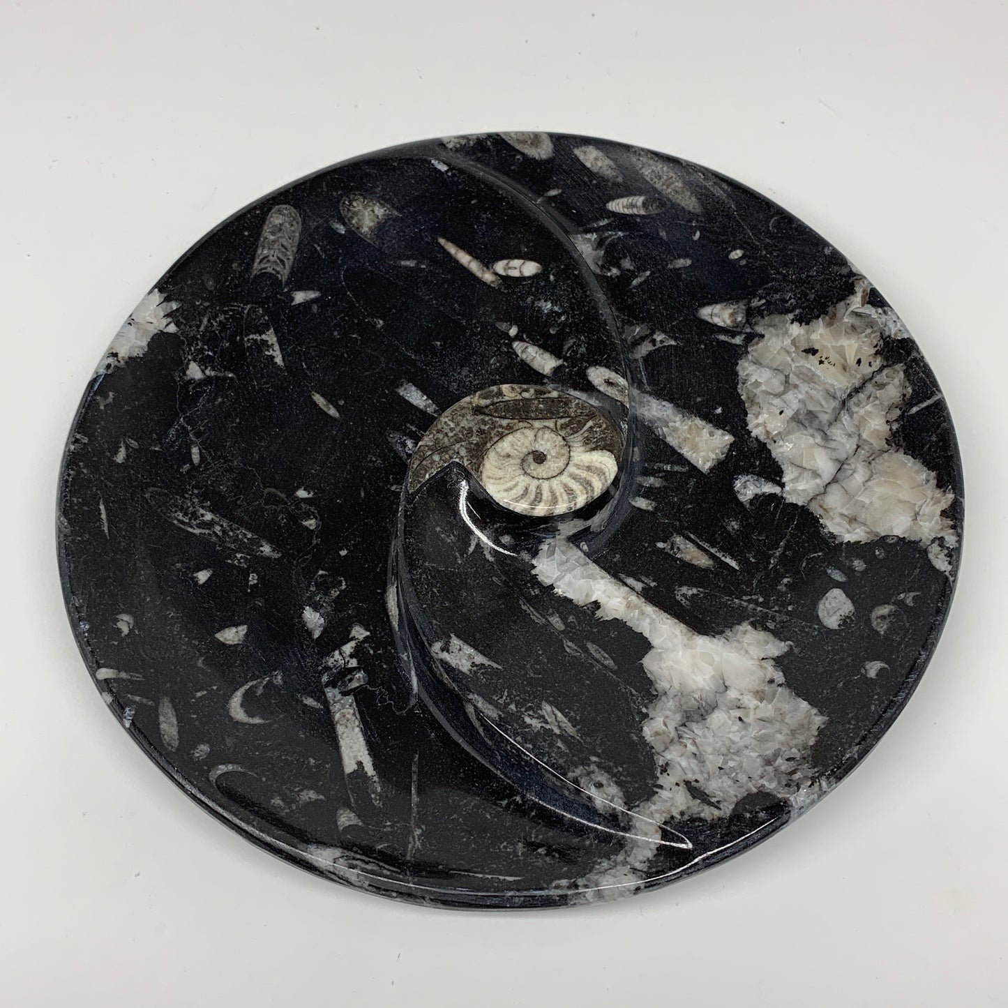 894g, 8.25" Black Round Fossils Orthoceras Ammonite Bowl Ring @Morocco, F312