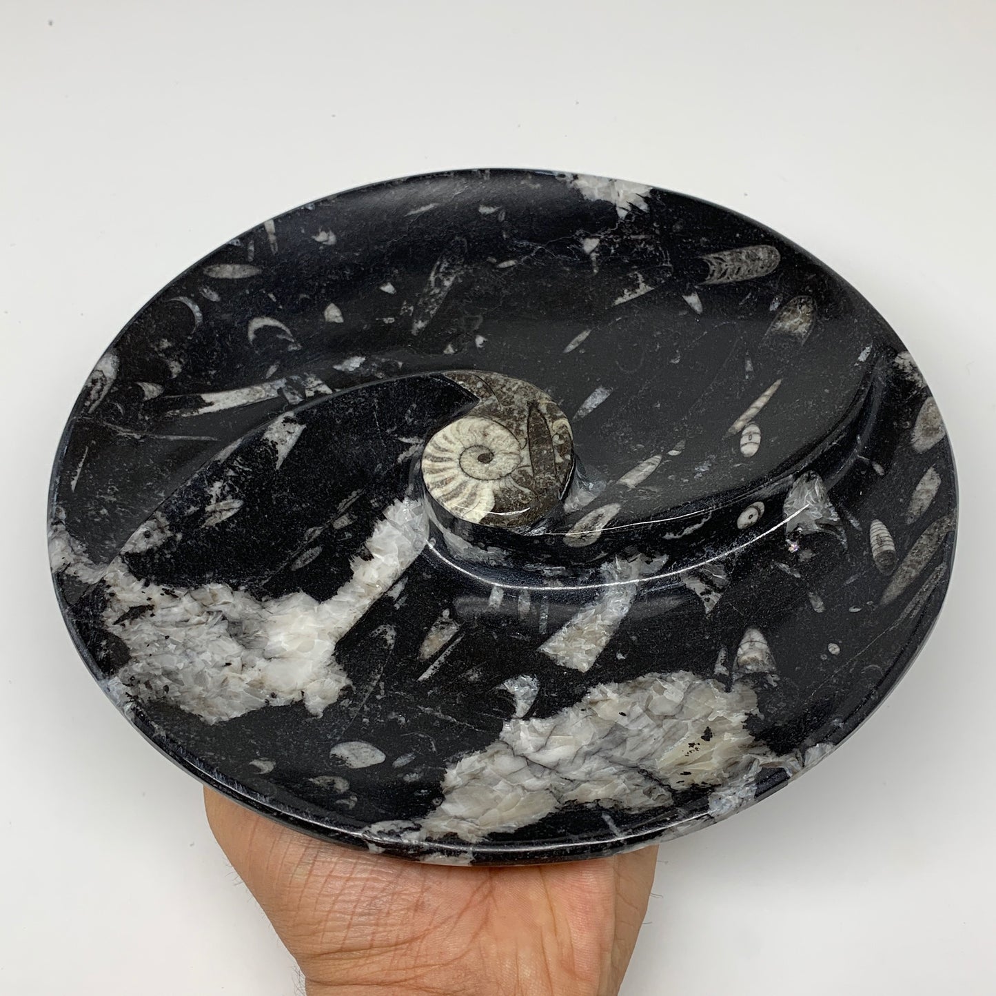 894g, 8.25" Black Round Fossils Orthoceras Ammonite Bowl Ring @Morocco, F312