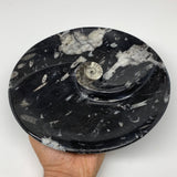 894g, 8.25" Black Round Fossils Orthoceras Ammonite Bowl Ring @Morocco, F312