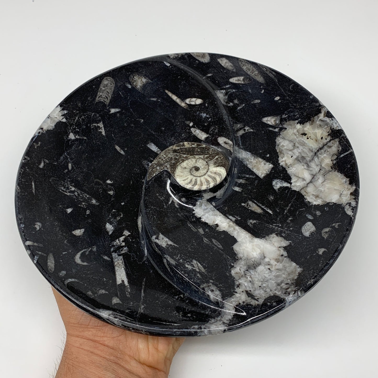 894g, 8.25" Black Round Fossils Orthoceras Ammonite Bowl Ring @Morocco, F312