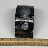 648g, 4.6" x 2.3" x 1.6" Moon Shape Fossils Orthoceras Candle Holder, B8680