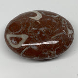 130.4g, 2.6"x2.1"x1", Natural Untreated Red Shell Fossils Oval Palms-tone, F1283