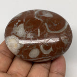 125.6g, 2.5"x2.1"x1", Natural Untreated Red Shell Fossils Oval Palms-tone, F1284