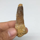 13.5g,2.3"X 0.8"x 0.6" Rare Natural Small Fossils Spinosaurus Tooth @Morocco,F15