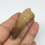 13.5g,2.3"X 0.8"x 0.6" Rare Natural Small Fossils Spinosaurus Tooth @Morocco,F15