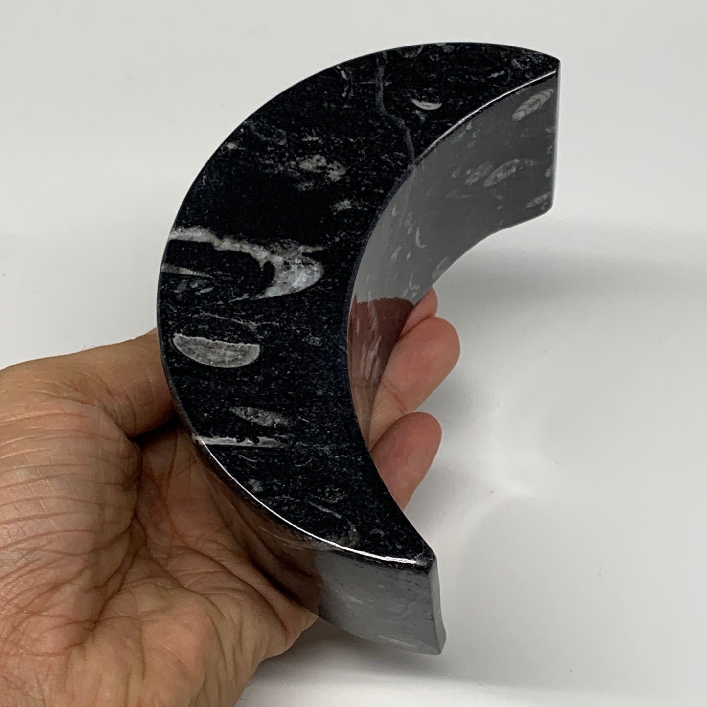 630g, 4.6" x 2.3" x 1.6" Moon Shape Fossils Orthoceras Candle Holder, B8692