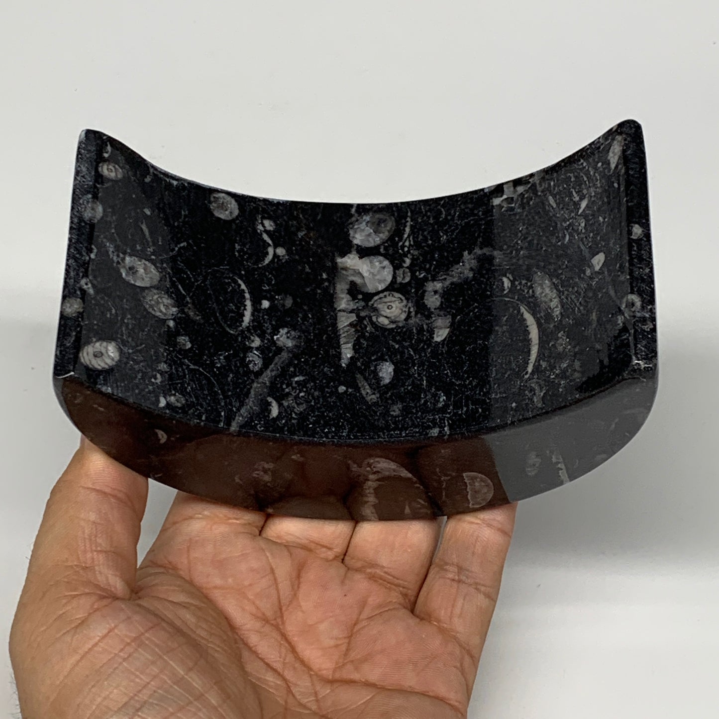 630g, 4.6" x 2.3" x 1.6" Moon Shape Fossils Orthoceras Candle Holder, B8692