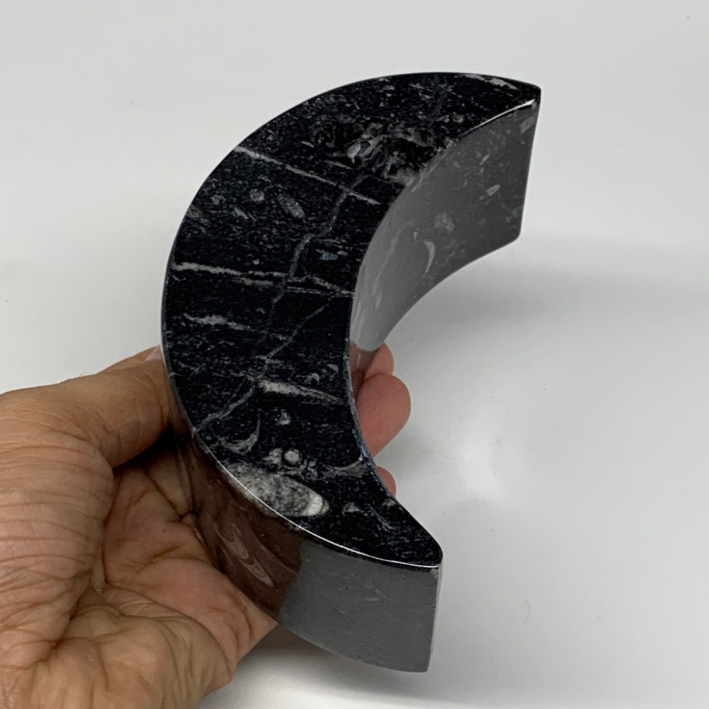 630g, 4.6" x 2.3" x 1.6" Moon Shape Fossils Orthoceras Candle Holder, B8692