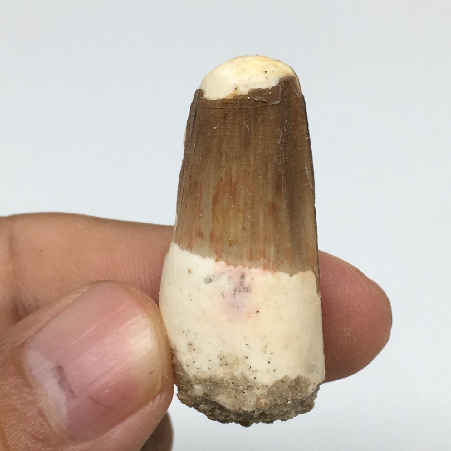 8.8g,1.5"X 0.7"x 0.5" Rare Natural Small Fossils Spinosaurus Tooth @Morocco,F174