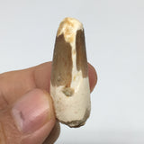 8.8g,1.5"X 0.7"x 0.5" Rare Natural Small Fossils Spinosaurus Tooth @Morocco,F174