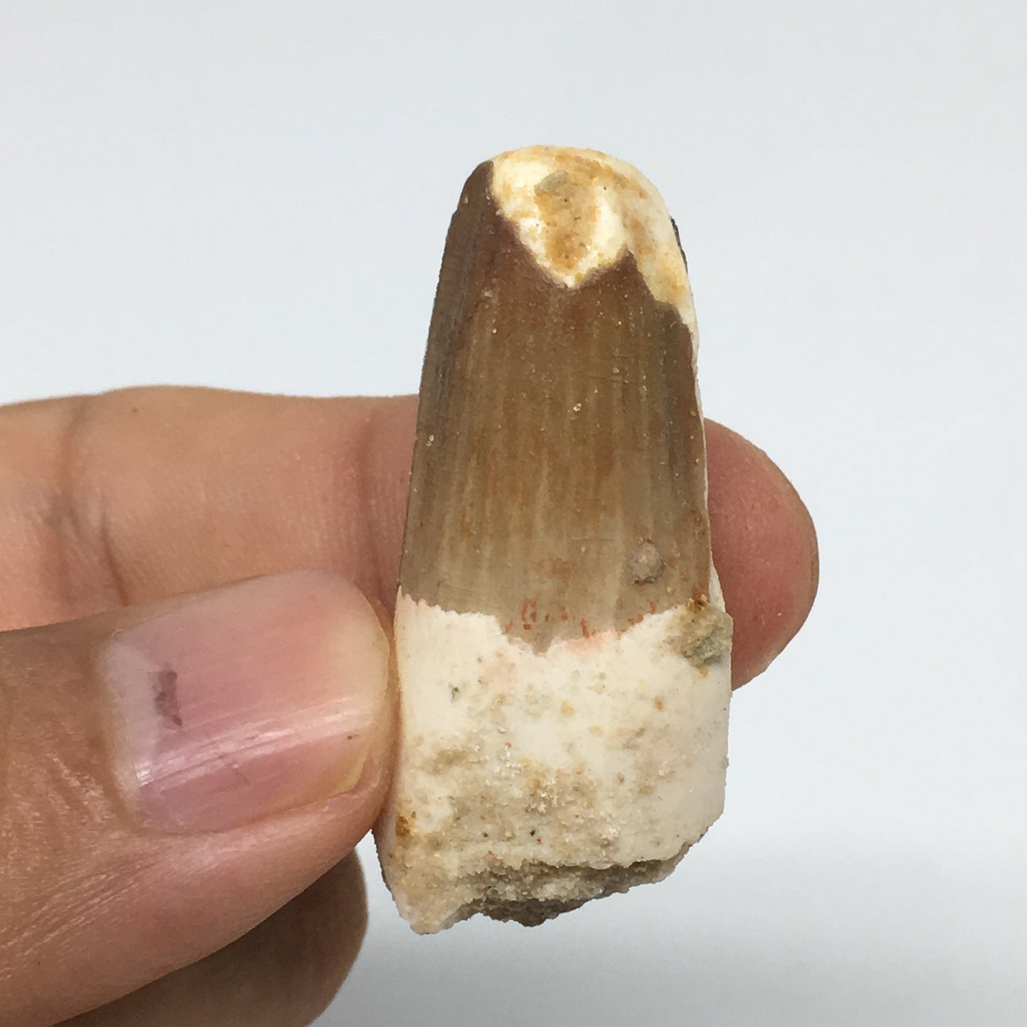 8.8g,1.5"X 0.7"x 0.5" Rare Natural Small Fossils Spinosaurus Tooth @Morocco,F174