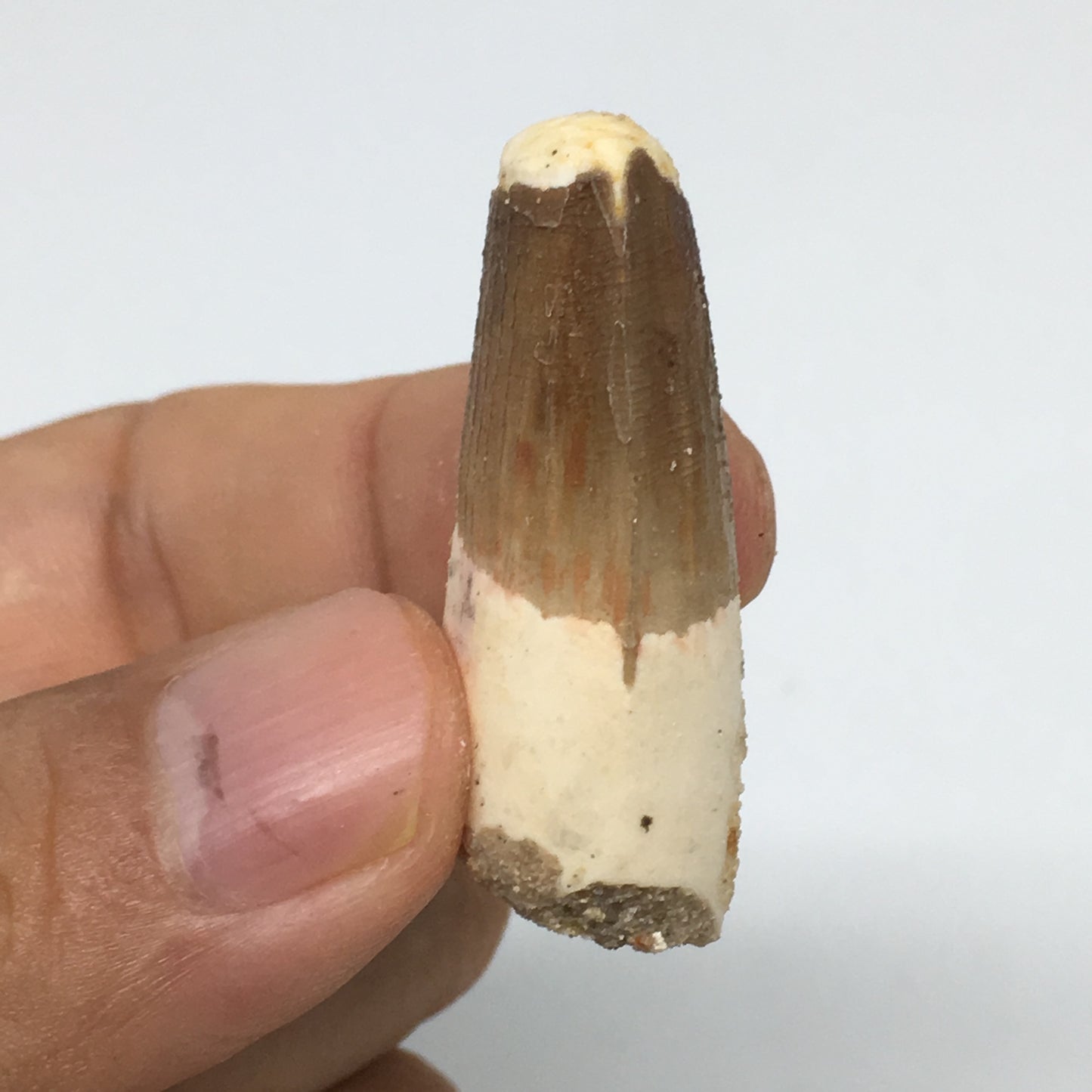8.8g,1.5"X 0.7"x 0.5" Rare Natural Small Fossils Spinosaurus Tooth @Morocco,F174