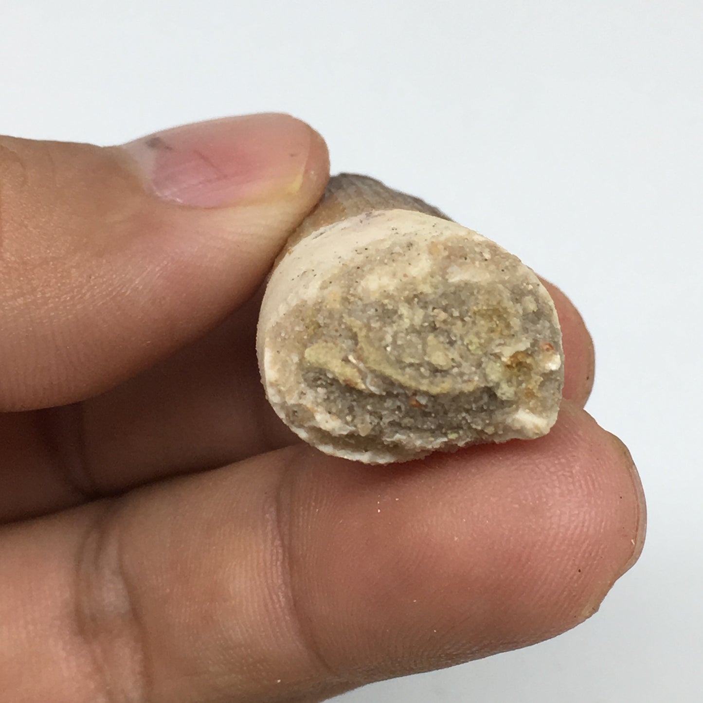 8.8g,1.5"X 0.7"x 0.5" Rare Natural Small Fossils Spinosaurus Tooth @Morocco,F174
