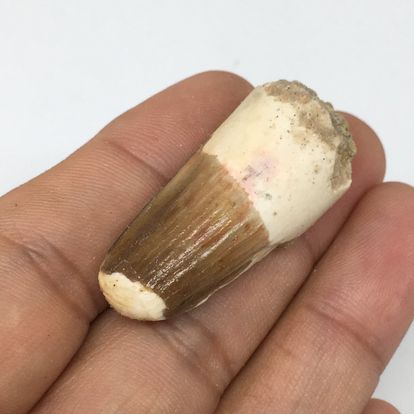 8.8g,1.5"X 0.7"x 0.5" Rare Natural Small Fossils Spinosaurus Tooth @Morocco,F174