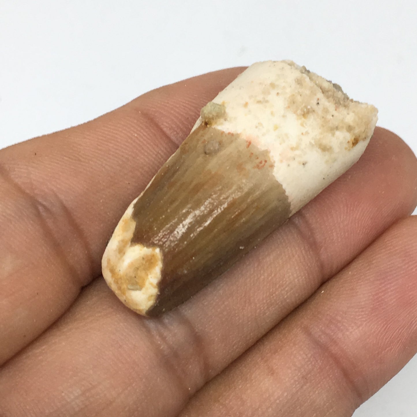 8.8g,1.5"X 0.7"x 0.5" Rare Natural Small Fossils Spinosaurus Tooth @Morocco,F174