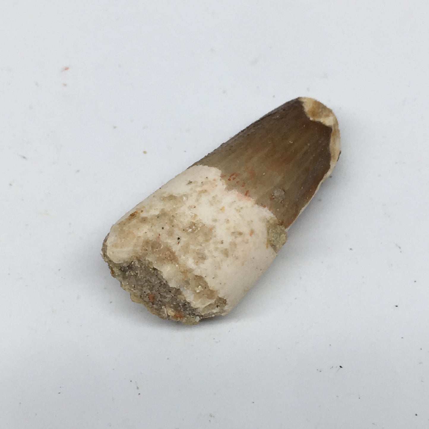 8.8g,1.5"X 0.7"x 0.5" Rare Natural Small Fossils Spinosaurus Tooth @Morocco,F174
