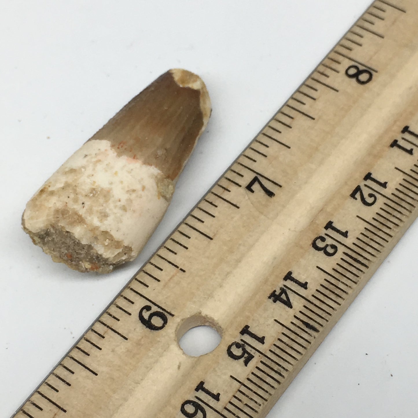 8.8g,1.5"X 0.7"x 0.5" Rare Natural Small Fossils Spinosaurus Tooth @Morocco,F174