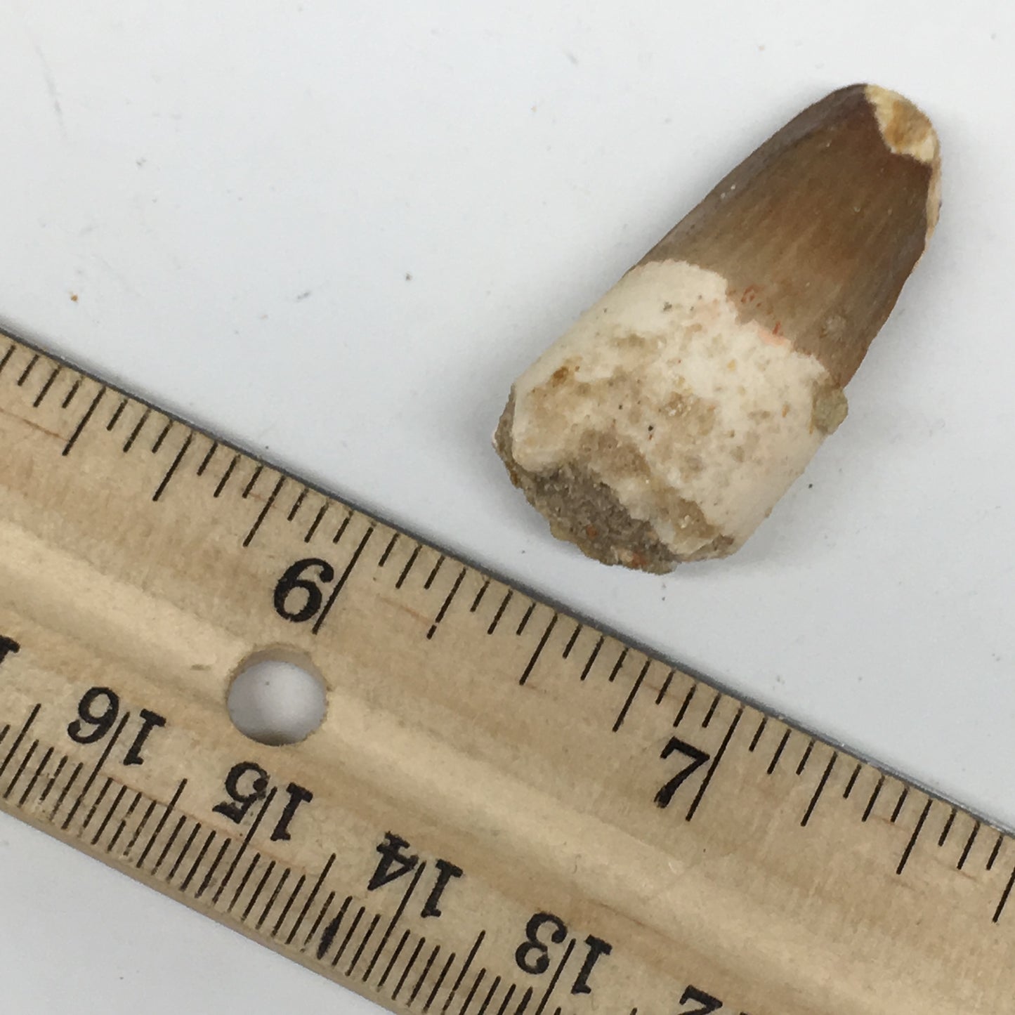 8.8g,1.5"X 0.7"x 0.5" Rare Natural Small Fossils Spinosaurus Tooth @Morocco,F174