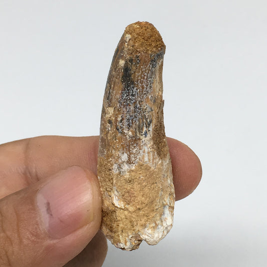 11.5g,1.9"X 0.7"x 0.7" Rare Natural Small Fossils Spinosaurus Tooth @Morocco,F17