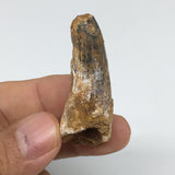 11.5g,1.9"X 0.7"x 0.7" Rare Natural Small Fossils Spinosaurus Tooth @Morocco,F17