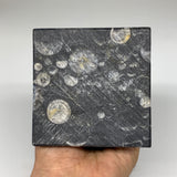 1398g, 9.75" x 3.6" Black Fossils Orthoceras Tower Marble @Morocco, B8699