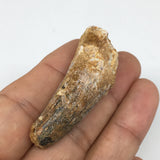 11.5g,1.9"X 0.7"x 0.7" Rare Natural Small Fossils Spinosaurus Tooth @Morocco,F17