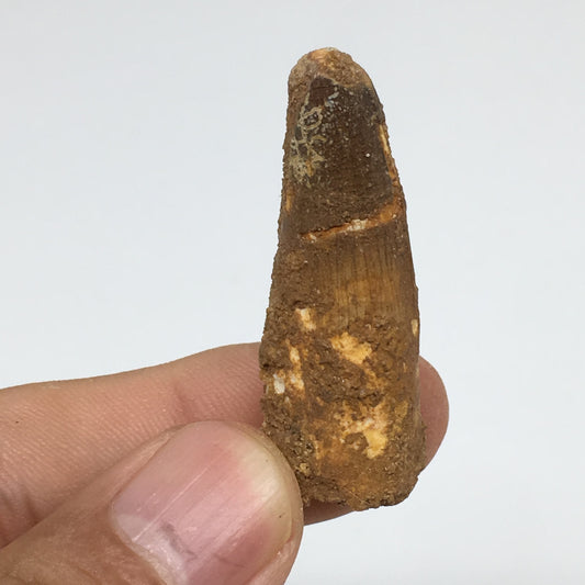 6.3g,1.7"X 0.6"x 0.6" Rare Natural Small Fossils Spinosaurus Tooth @Morocco,F176