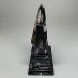 1346g, 9.75" x 3.6" Black Fossils Orthoceras Tower Marble @Morocco, B8700
