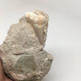 382 Grams, 4.7"X3.3"x1.7" Natural Fossil Shark Tooth on Matrix @Morocco, MF1252 - watangem.com
