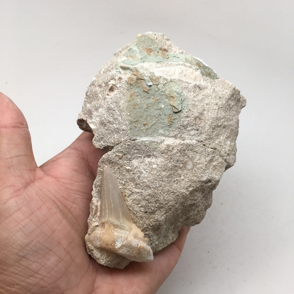 382 Grams, 4.7"X3.3"x1.7" Natural Fossil Shark Tooth on Matrix @Morocco, MF1252 - watangem.com