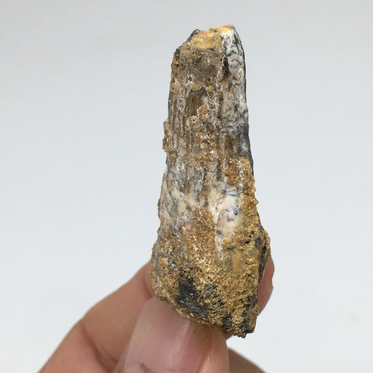 8.8g,1.8"X 0.7"x 0.6" Rare Natural Small Fossils Spinosaurus Tooth @Morocco,F179