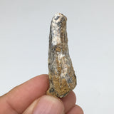 8.8g,1.8"X 0.7"x 0.6" Rare Natural Small Fossils Spinosaurus Tooth @Morocco,F179