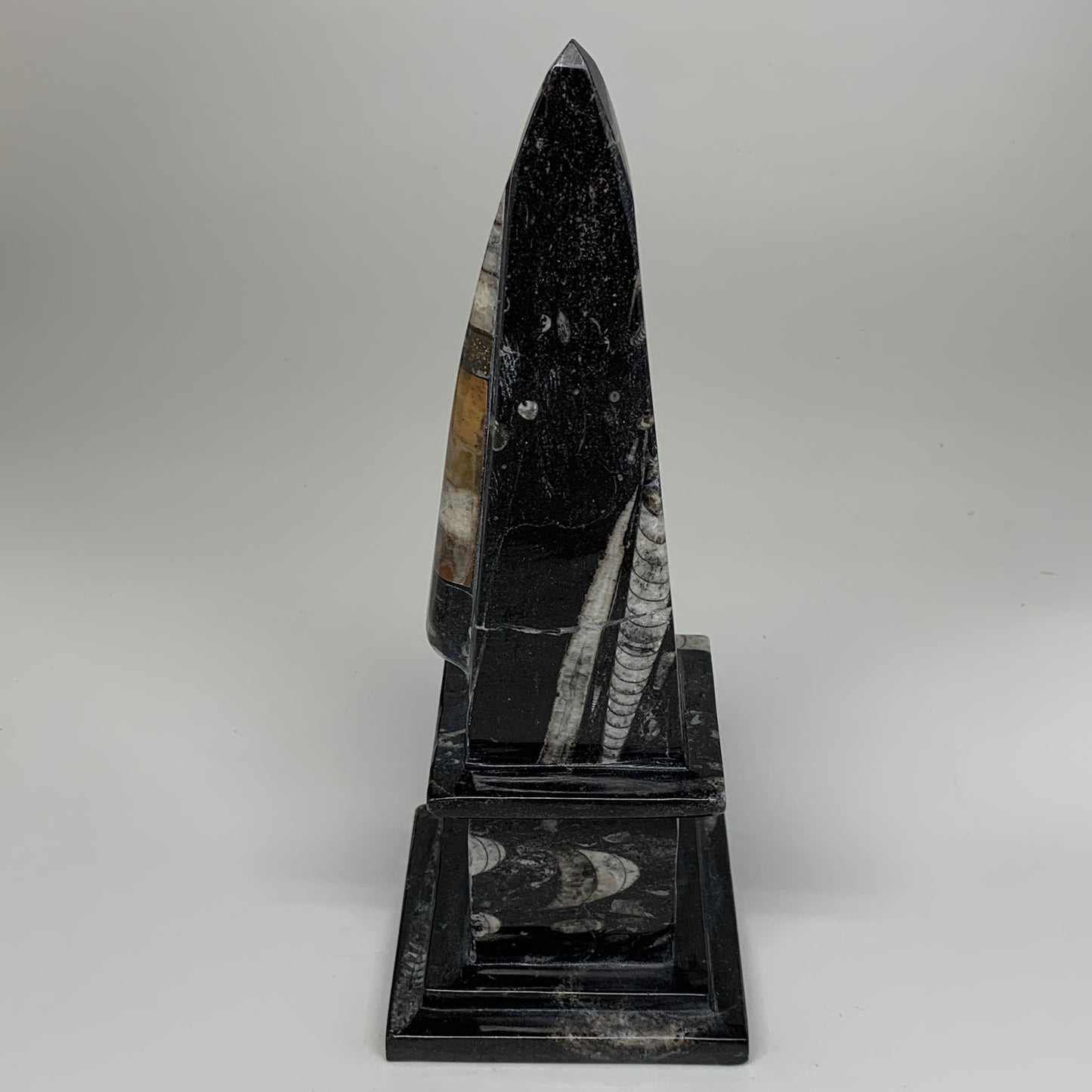 9.75" x 3.6" Black Fossils Orthoceras Tower Marble @Morocco, B8704