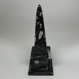 9.75" x 3.6" Black Fossils Orthoceras Tower Marble @Morocco, B8704